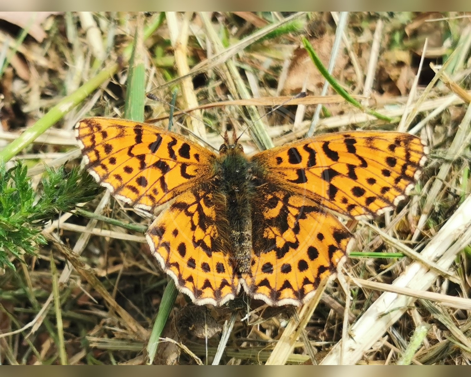 Her ses et billede af arten Violet Perlemorsommerfugl (Boloria dia). Fotoet er taget af Céline og hentet fra iNaturalist (CC BY).