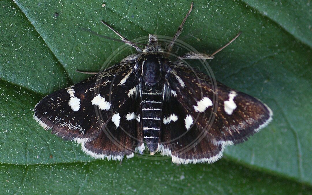 Her ses et billede af arten Vissehalvmøl (Eurrhypis pollinalis). Fotoet er taget af Ilia Ustyantsev og hentet fra Wikimedia Commons (CC BY-SA 2.0).