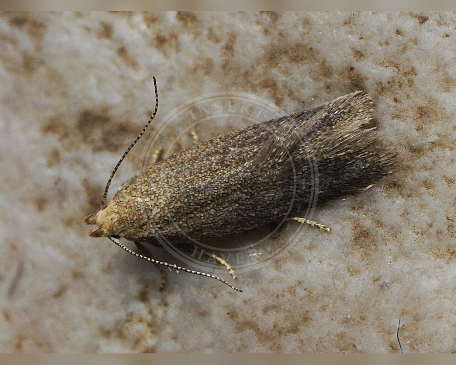 Her ses et billede af arten Xystophora pulveratella. Fotoet er taget af Ilia Ustyantsev og hentet fra Wikimedia Commons (CC BY-SA 2.0).