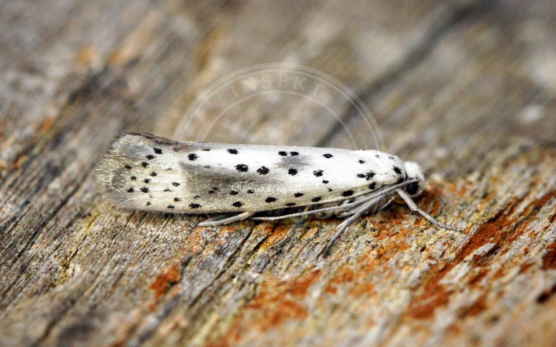 Her ses et billede af arten Yponomeuta irrorella. Fotoet er taget af Ben Sale og hentet fra Wikimedia Commons (CC BY 2.0).