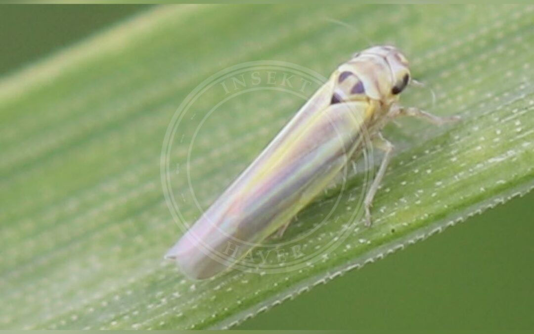 Her ses et billede af arten Zyginidia scutellaris. Fotoet er taget af Slimguy og hentet fra Wikimedia Commons (CC BY 4.0).