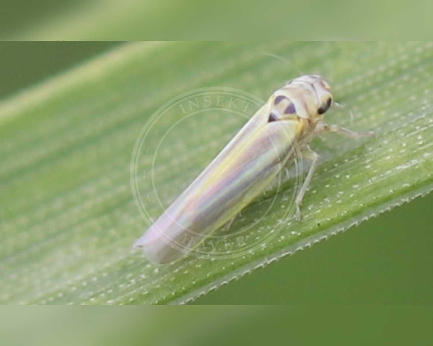 Her ses et billede af arten Zyginidia scutellaris. Fotoet er taget af Slimguy og hentet fra Wikimedia Commons (CC BY 4.0).