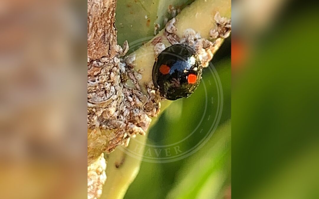 Askemariehøne – Chilocorus renipustulatus