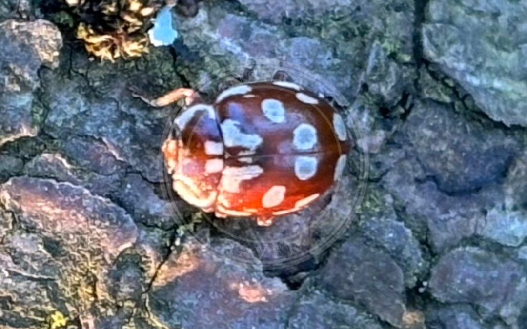 Attenplettet Mariehøne – Myrrha octodecimguttata