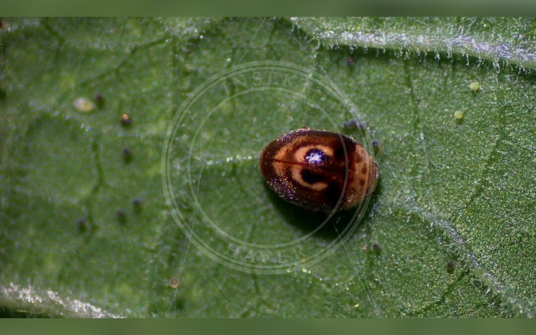Clitostethus arcuatus