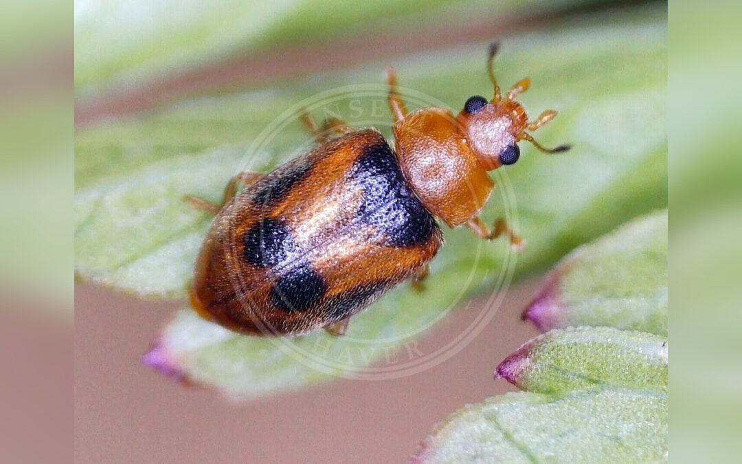 Coccidula scutellata