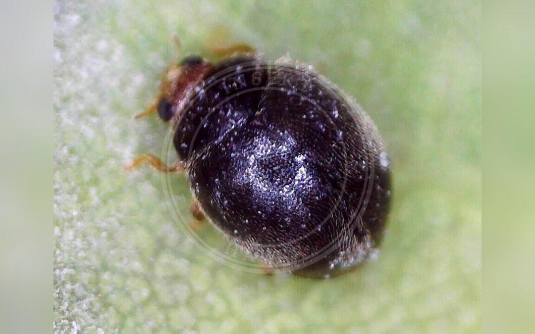 Egedværgmariehøne – Scymnus auritus