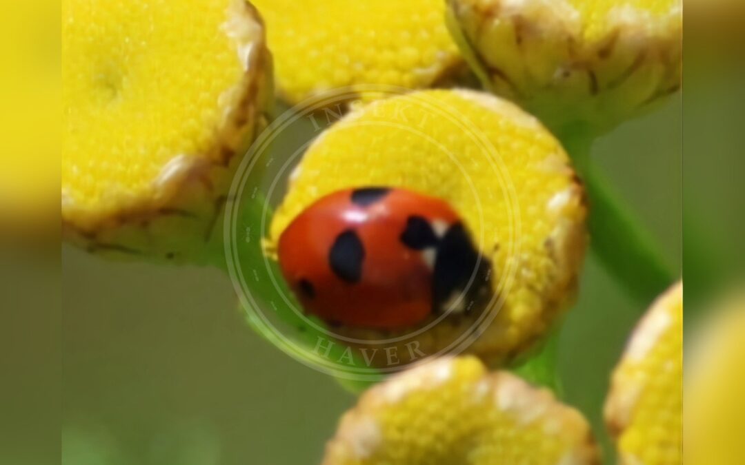 Femplettet Mariehøne – Coccinella quinquepunctata