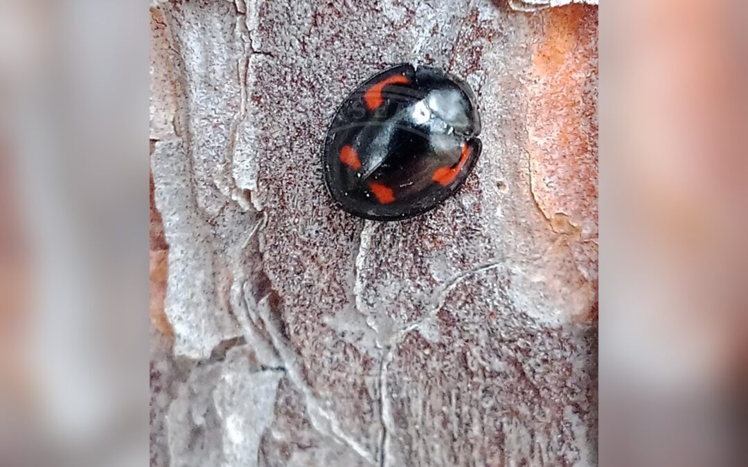 Fireplettet Mariehøne – Exochomus quadripustulatus
