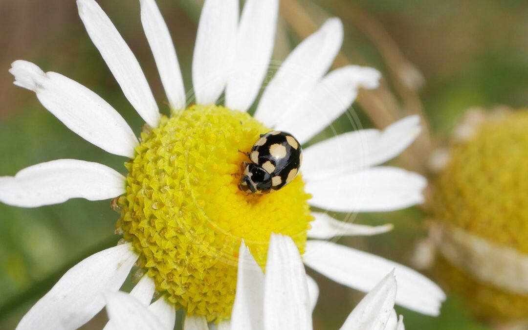 Fjortenprikket Mariehøne – Coccinula quatuordecimpustulata