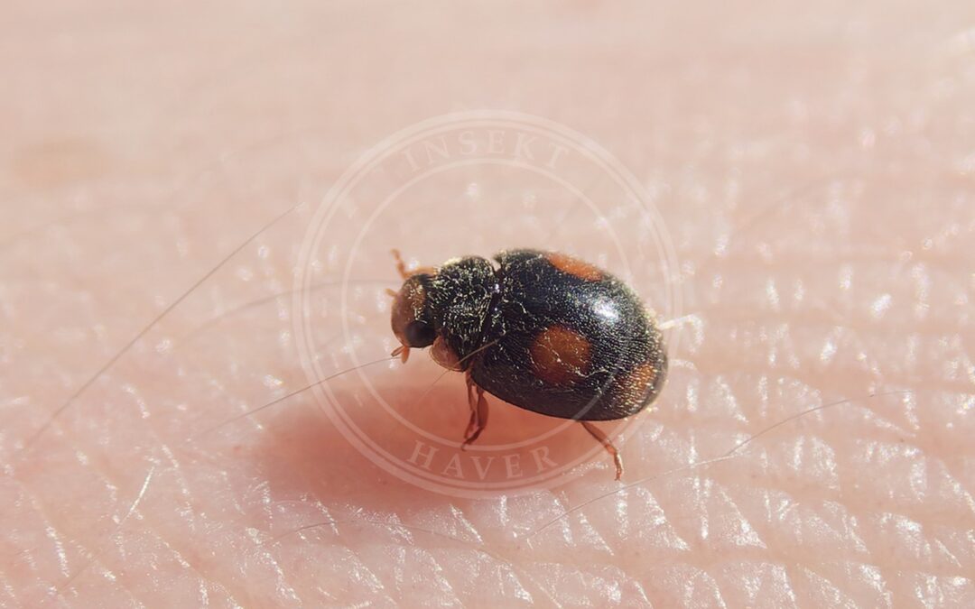 Her ses et billede af arten Håret Mariehøne (Platynaspis luteorubra). Fotoet er taget af Donald Davesne og hentet fra iNaturalist (CC BY).