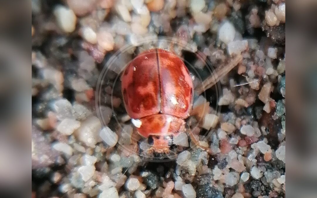 Her ses et billede af arten Maskemariehøne (Oenopia conglobata). Fotoet er taget af swmplf og hentet fra iNaturalist (CC BY-SA).